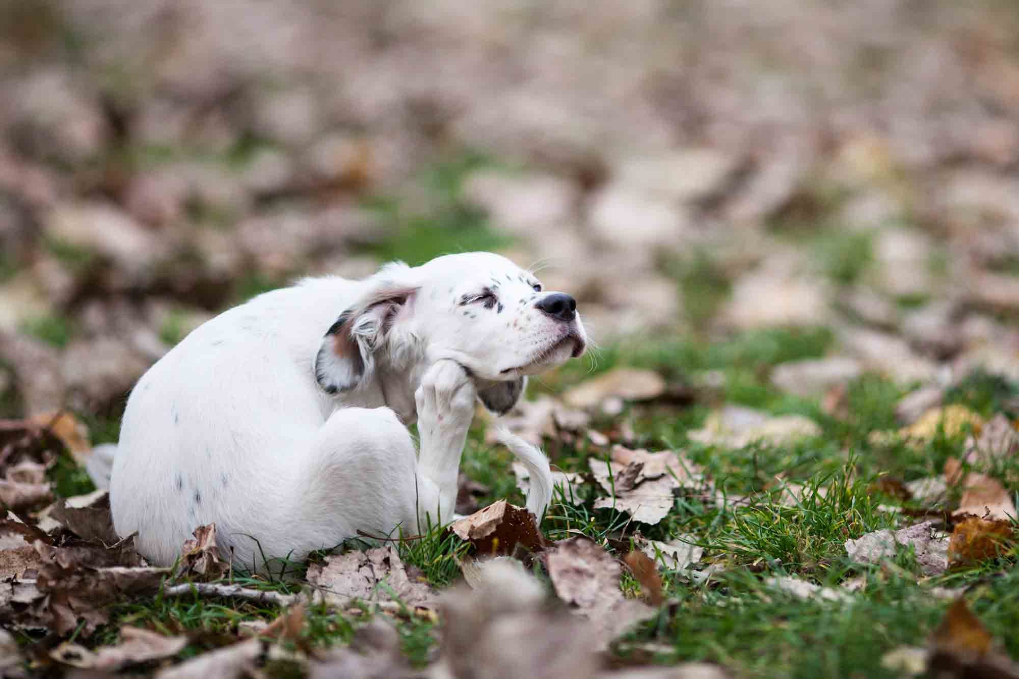 Read more about the article Allergies in Pets: A Very Scratchy Problem