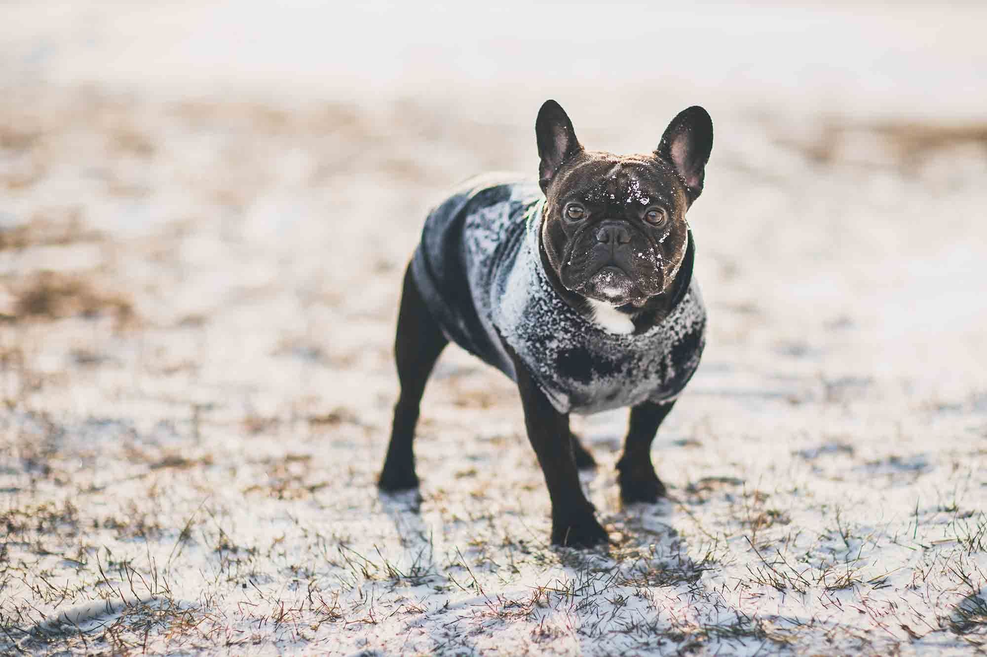 Read more about the article The Keys to Winter Pet Safety Are Within Reach