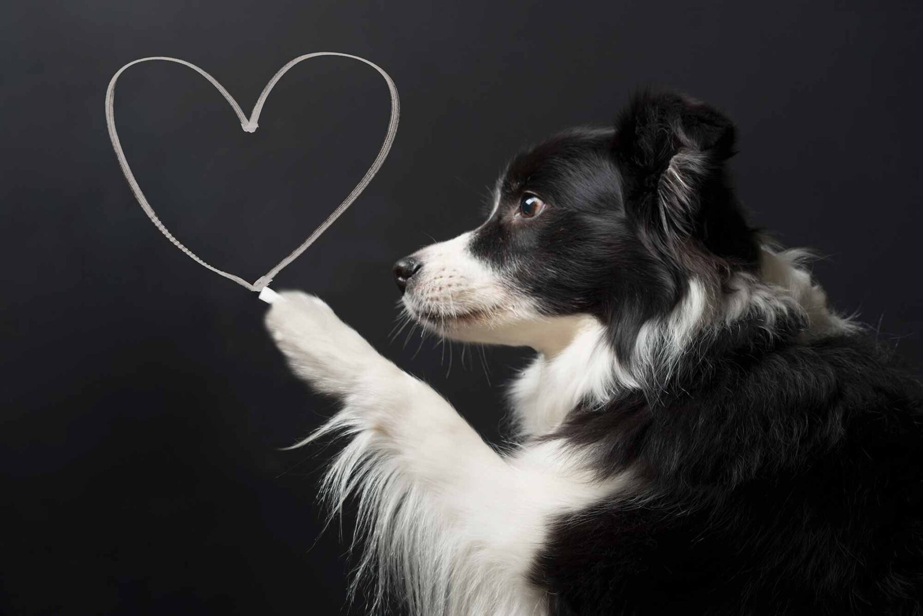 Read more about the article An Unexpected Sound: Heart Murmurs in Pets