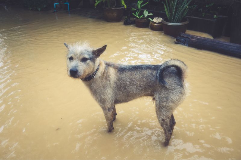 Read more about the article Every Summer, Hurricane Pet Safety Is a Top Priority