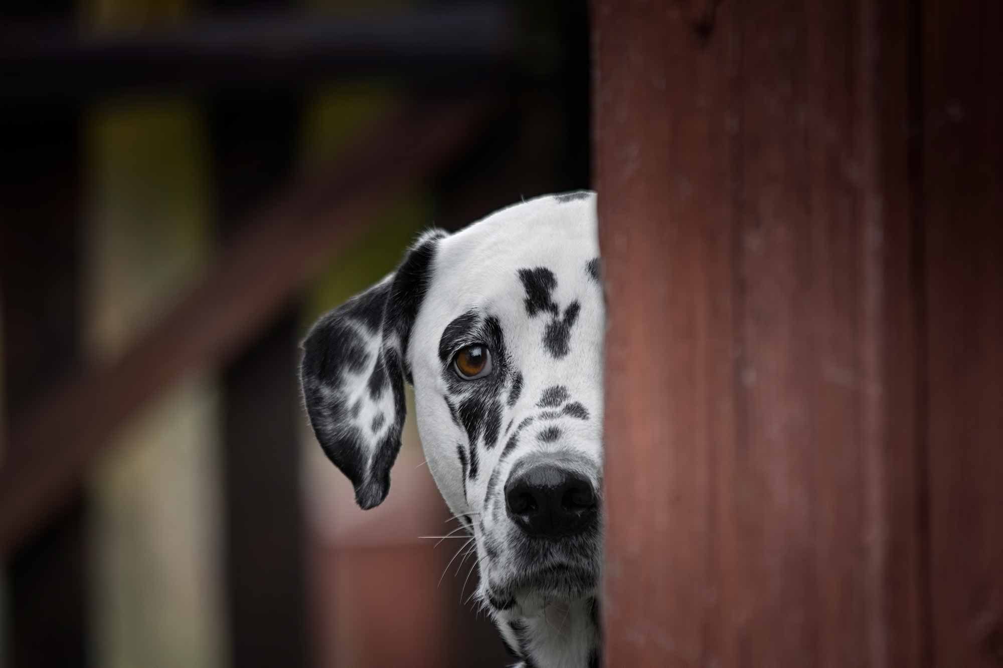 Read more about the article Summertime, and the Livin’ Is Stressful: What to Do About Pet Anxiety